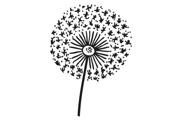Dandelion in Black Ink Drawing. Floral D Graphics and Illustrations